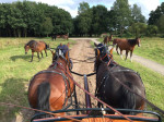 De New Forest pony's op de Mossel